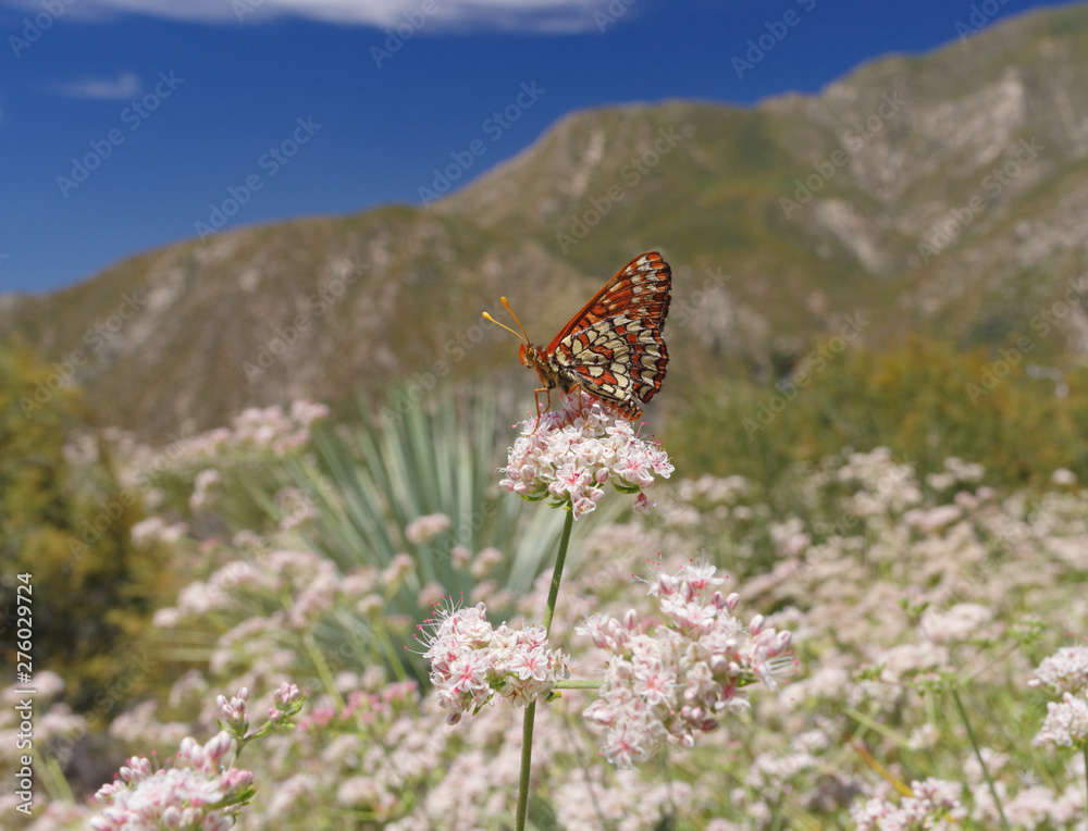 Εκτύπωση καμβά Image of a Variable Checkerspot (Euphydryas chalcedona) butterfly feeding on California Buckwheat flowers