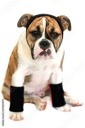 Sporty Bulldog Wearing Sweatbands on White Background 1