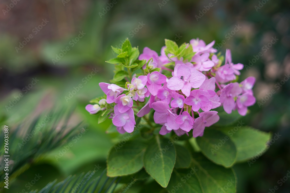 A beautiful hydrangeas in the park A beautiful hydrangeas in the park