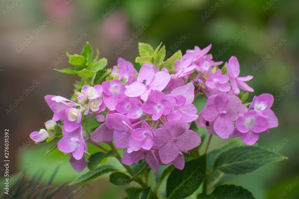 A beautiful hydrangeas in the park