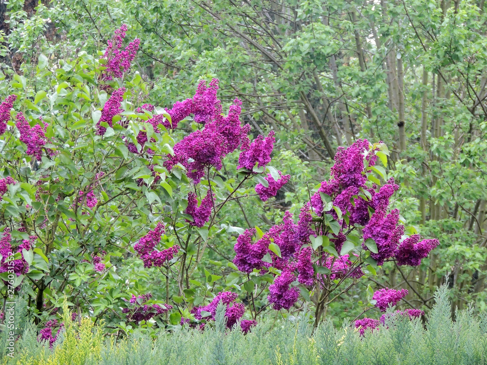 Obraz premium Flowering lilac bush in the garden. Spring