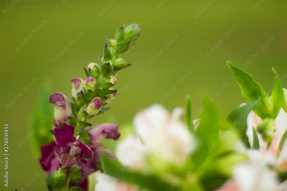 Fototapeta premium Flowers on green background with copy space