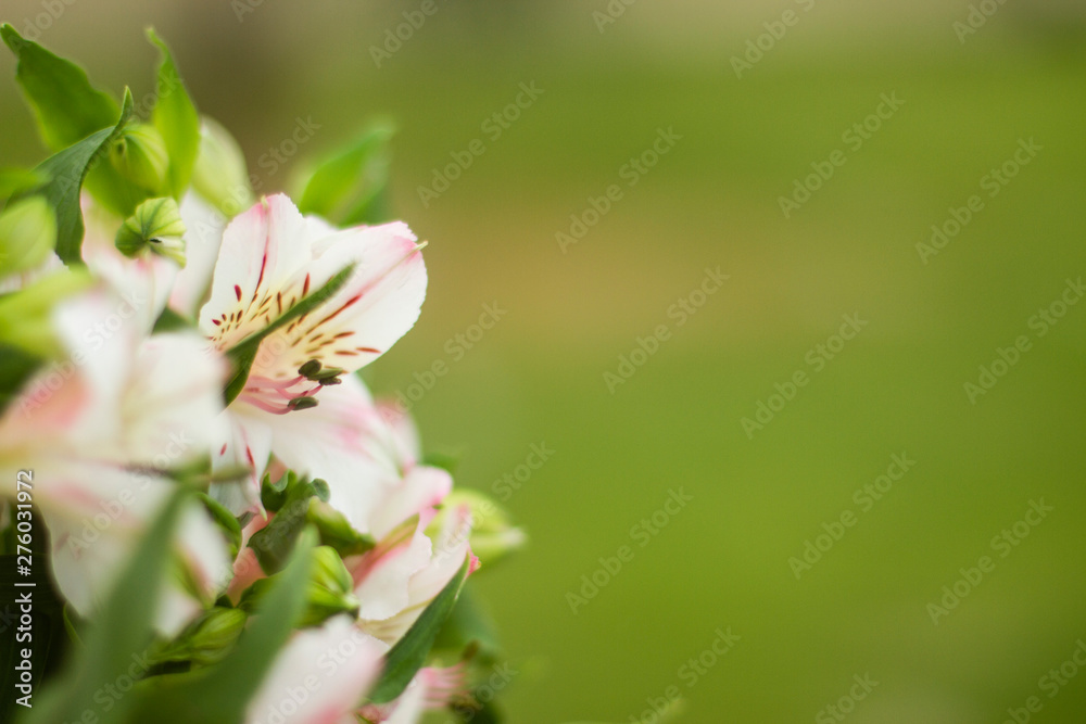 Flowers on green background with copy space Flowers on green background with copy space
