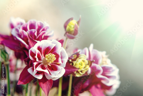 Burgundy flowers terry aquilegia Winky on a bed in the summer garden close-up © Галина Сандалова