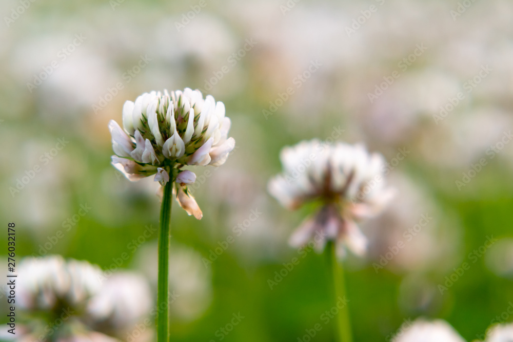White creeping clover trefoil on the lawn close up White creeping clover trefoil on the lawn close up