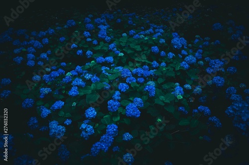 紫陽花