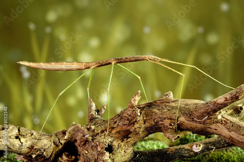 Stick insect or Phasmids (Phasmatodea or Phasmatoptera) also known as walking stick insects, stick-bugs, bug sticks or ghost insect. Stick insect camouflaged on tree. Selective focus, copy space photo