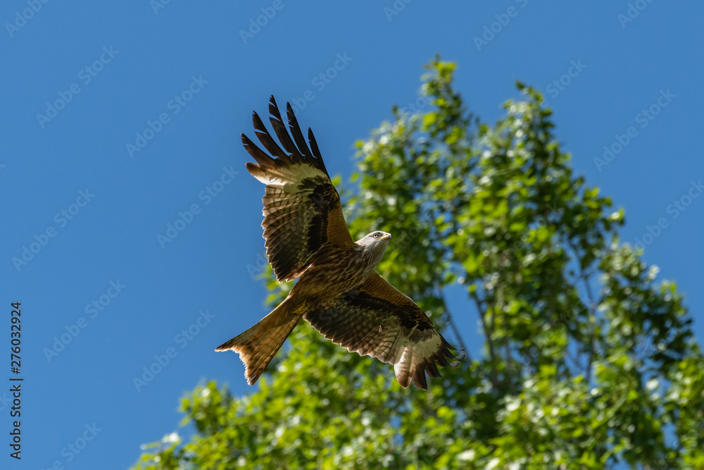 Fototapeta premium Red kite (Milvus milvus) bird of prey