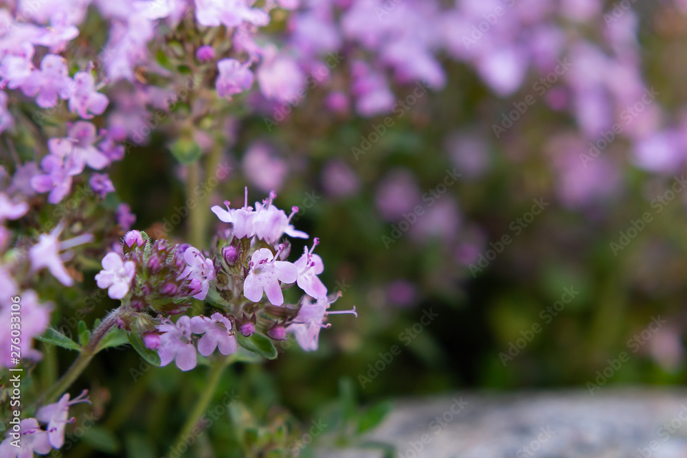 Fototapeta premium Groundcover blooming purple flowers thyme serpyllum on a bed in the garden, close up, soft selective focus