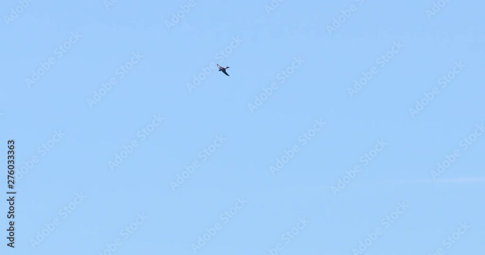 Swallow swift bird dives from height over wheat barley field summer Ireland slow motion Swallow swift bird dives from height over wheat barley field summer Ireland slow motion