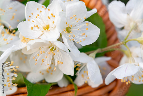 Basket with Flowers of philadelphus somewhere called jasmine or mock orange on a white wooden tray outdoors in summer, close up