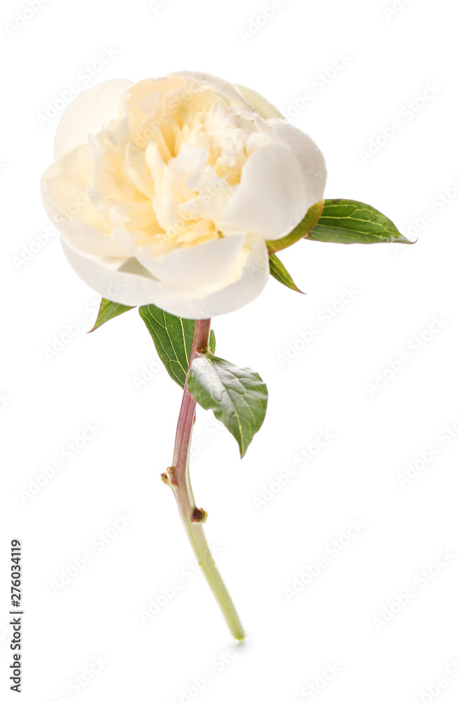 Obraz premium Beautiful peony flower on white background
