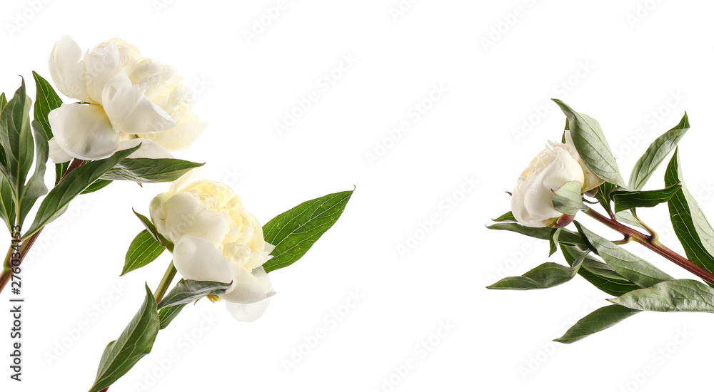 Beautiful peony flowers on white background Beautiful peony flowers on white background