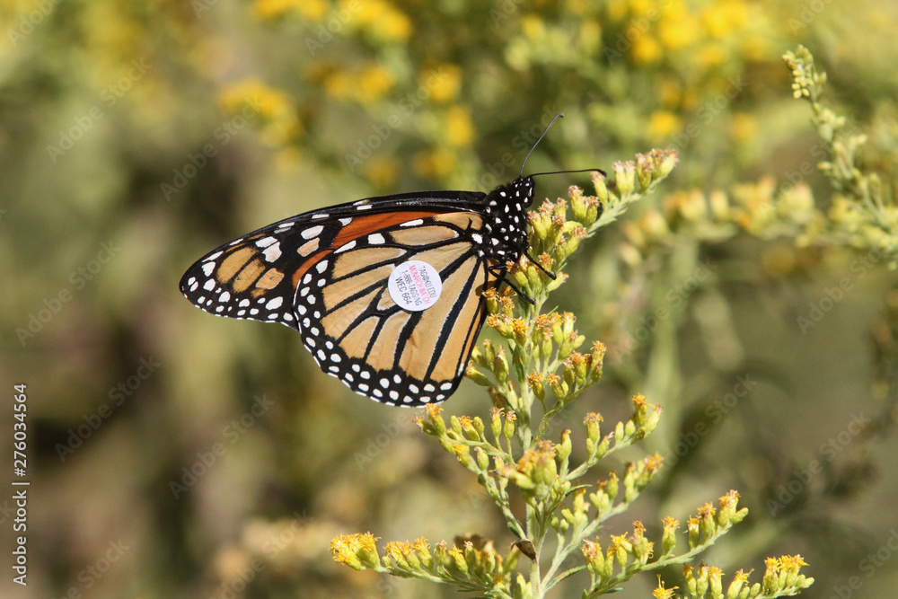 Obraz premium Monarch butterfly tagging project