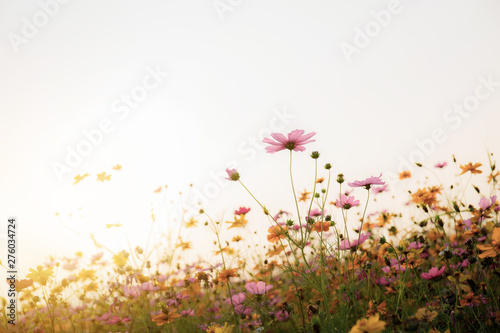 Cosmos in field at sunrise. © RK1919