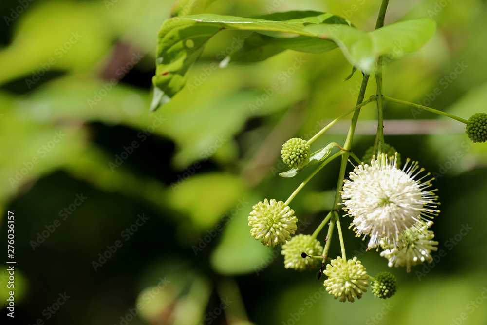 Fototapeta premium Wildflower 