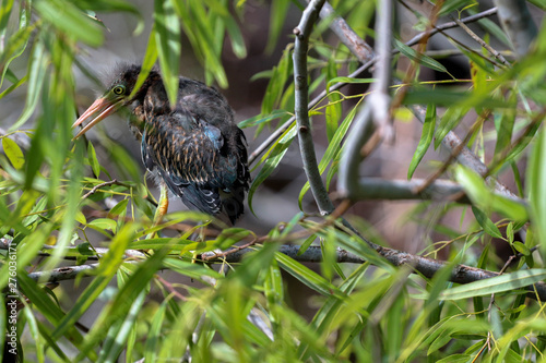 Baby Swamp Bird in the Everglades  © LifeGemz