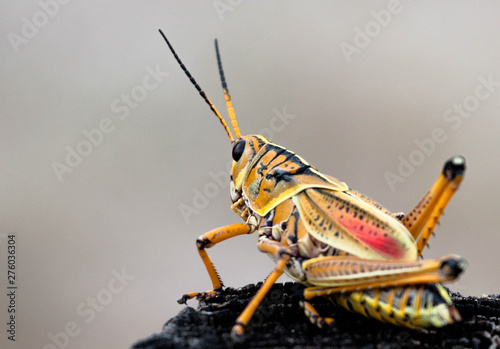 Grasshopper  / Invasive Florida Species 