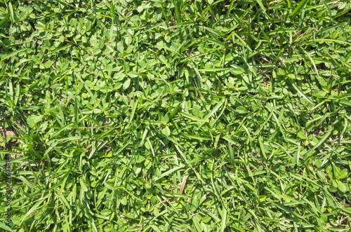 grassland texture background