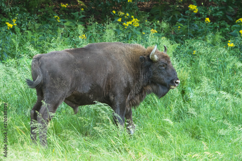 The European bison (Bison bonasus) on the meadow. Bieszczady Mountains. Poland The European bison (Bison bonasus) on the meadow. Bieszczady Mountains. Poland