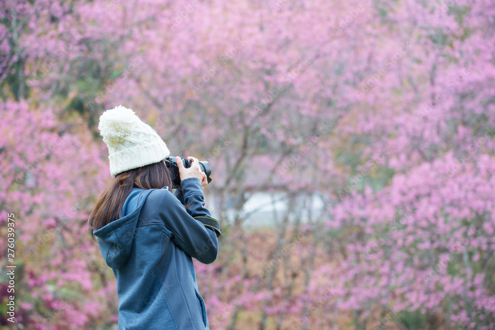 Tourist woman taking a photograph of beautiful cherry blossom flowers blooming in Northern region of Thailand in winter season. Tourist woman taking a photograph of beautiful cherry blossom flowers blooming in Northern region of Thailand in winter season.