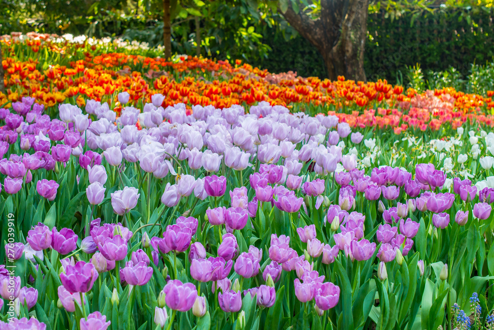 Colourful tulips growing in the flower garden in Chiang Rai province of Thailand during the winter season. 