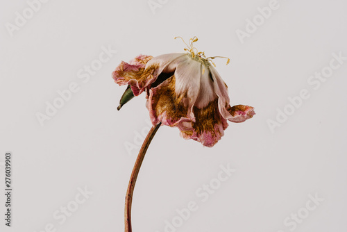 Fototapeta Naklejka Na Ścianę i Meble -  Beautiful wilted pink peony on white background. Studio shot
