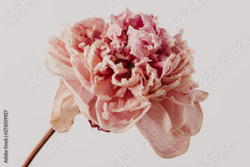 Fototapeta Naklejka Na Ścianę i Meble -  Beautiful wilted pink peony on white background. Studio shot