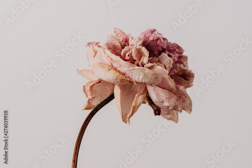 Beautiful wilted pink peony on white background. Studio shot