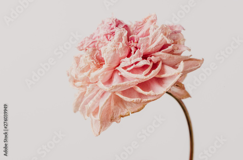 Fototapeta Naklejka Na Ścianę i Meble -  Beautiful wilted pink peony on white background. Studio shot