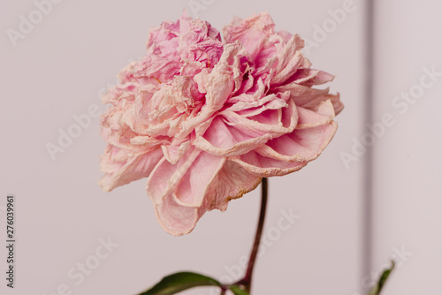 Fototapeta Naklejka Na Ścianę i Meble -  Beautiful wilted pink peony on white background. Studio shot