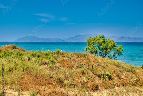 Tree on the beach on the island Kos in Greece