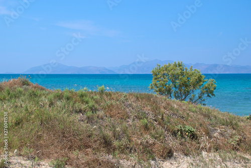Tree on the beach on the island Kos in Greece