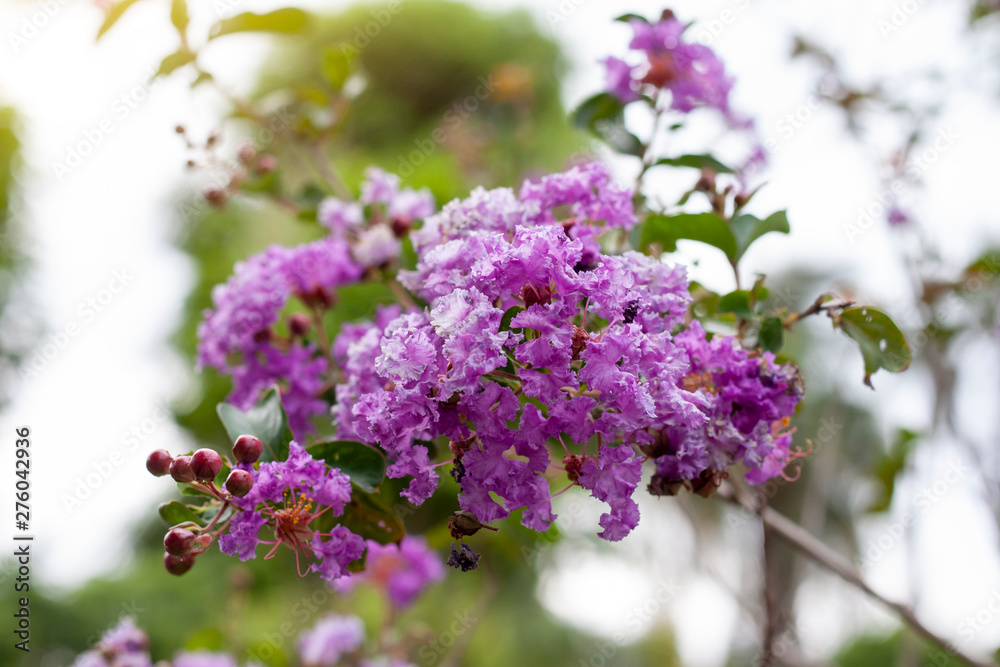 Purple Crape myrtle, Lagerstroemia, Crape flower (Indian Lilac) bloom in the garden on blur nature background.