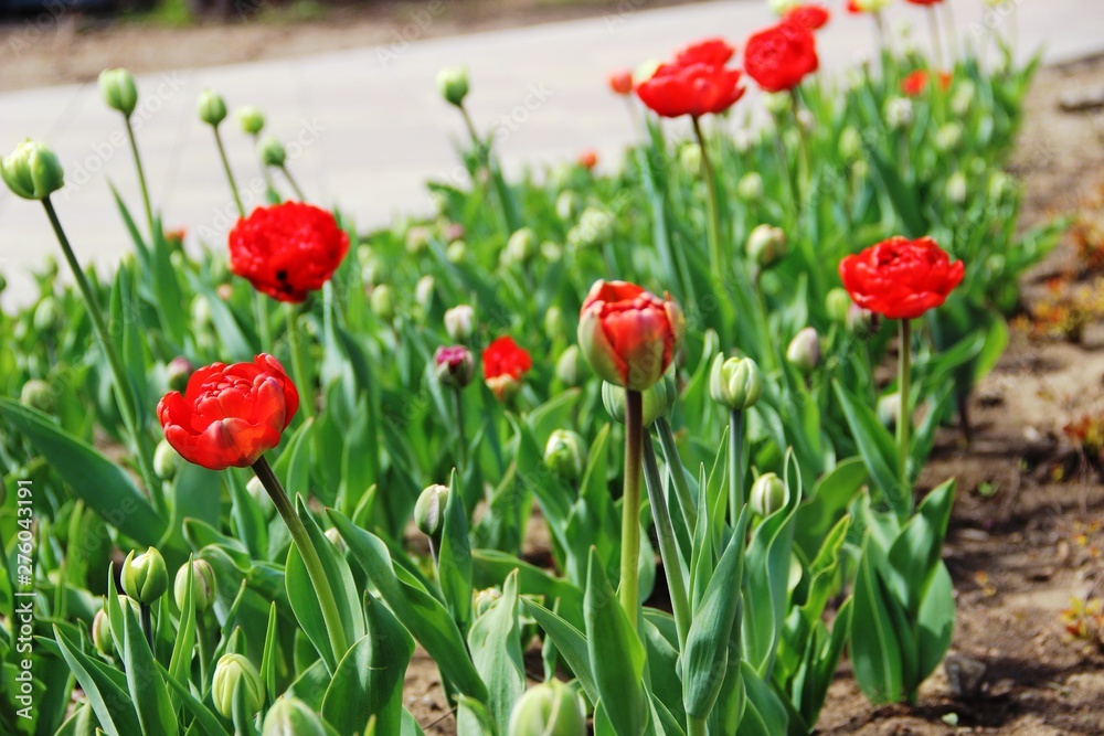 Obraz premium spring in the city Park. lots red tulips