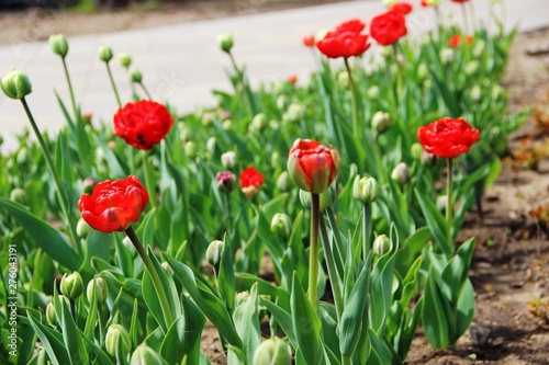 spring in the city Park. lots red tulips