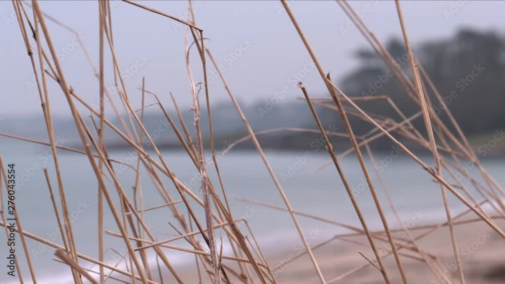 Grass blades on beach dunes with sea and coastline in background Grass blades on beach dunes with sea and coastline in background