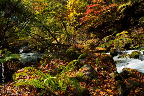 秋のカラフルな渓流の風景