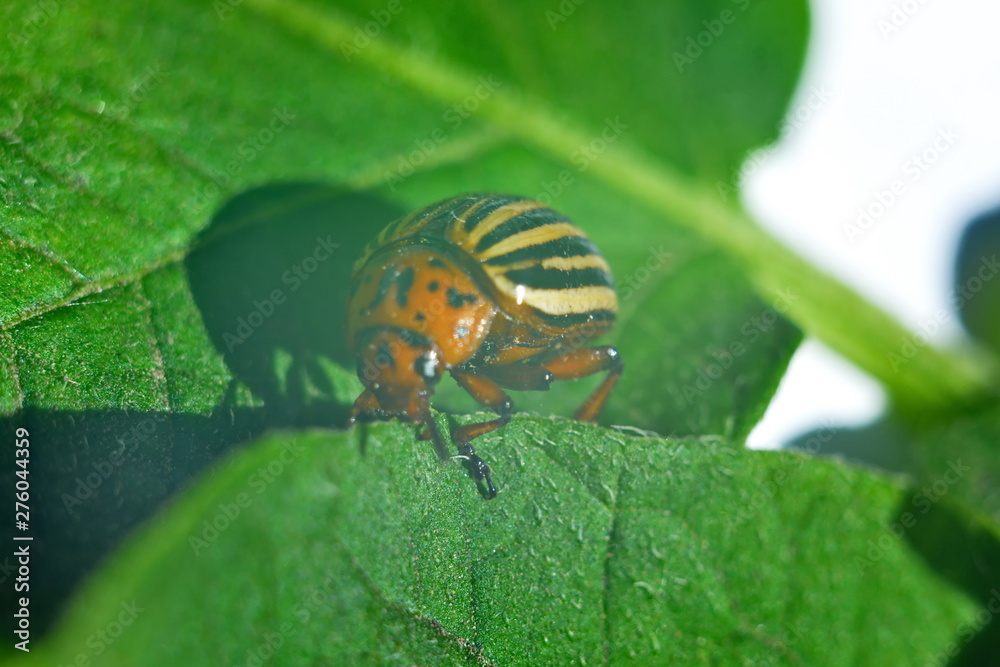 Colorado potato beetle eating green potato leaf on background of foliage. Macro