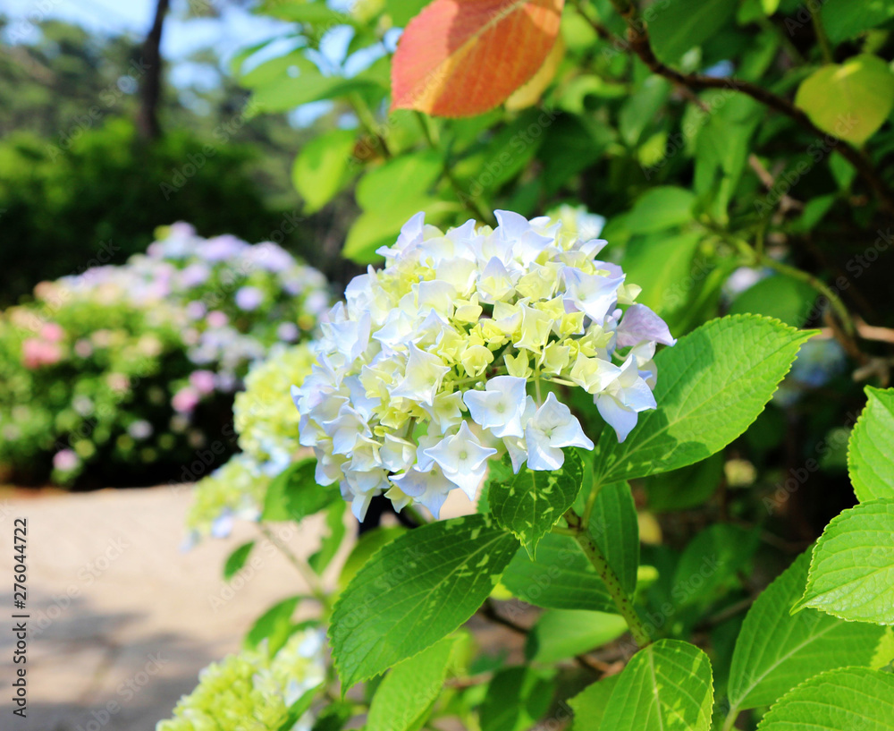hydrangea suguk Festival in taejongsa buddhist temple, Taejongdae, Busan, South Korea, Asia hydrangea suguk Festival in taejongsa buddhist temple, Taejongdae, Busan, South Korea, Asia