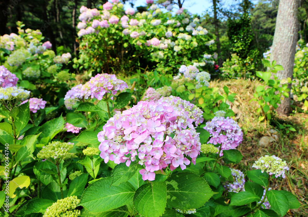 hydrangea suguk Festival in taejongsa buddhist temple, Taejongdae, Busan, South Korea, Asia hydrangea suguk Festival in taejongsa buddhist temple, Taejongdae, Busan, South Korea, Asia