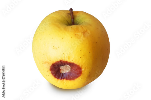 apple rotten yellow isolated desease prevention background photo