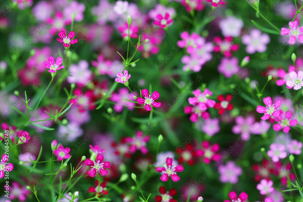 close up of beautiful gypsophila flower close up of beautiful gypsophila flower
