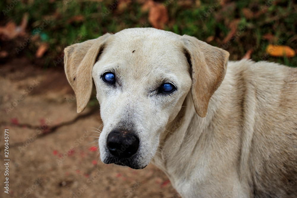 Cachorro cego - Blind dog