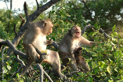 Monkey mum sitting on mangrove branch with her infant and a big male crab-eatinaughing, showing her teeth and b her teeth and breast-feeding her baby. The new born clings to his mother's chest.