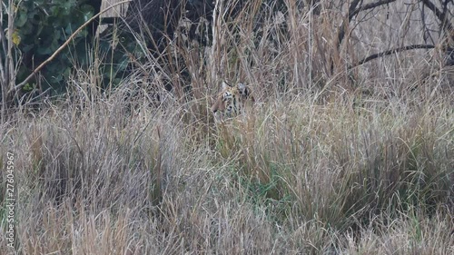 a young tiger hides in long grass while stalking a herd of gaur at tadoba andhari tiger reserve in India photo