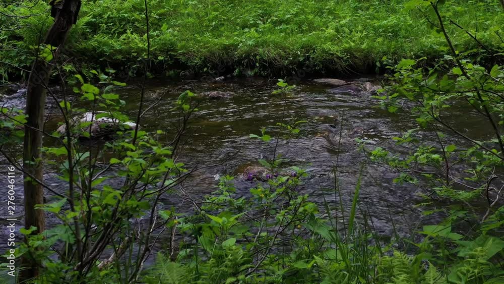 Stabile shot of a charming little torrent, water flowing by in a forest with young trees Stabile shot of a charming little torrent, water flowing by in a forest with young trees