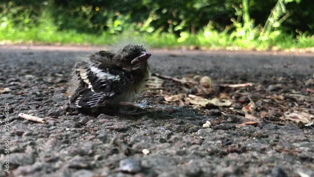 Lonely baby bird chick who just fell of its nest. Screaming in all panic for its mother and for food. Its mother is no where to be found. Lonely baby bird chick who just fell of its nest. Screaming in all panic for its mother and for food. Its mother is no where to be found.