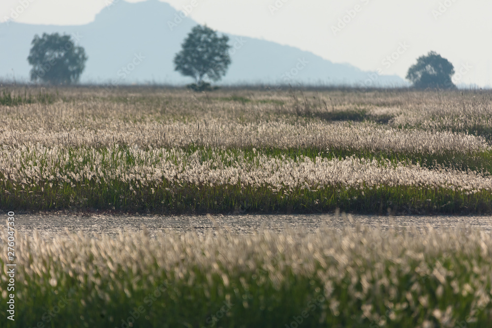 Fototapeta premium beautiful fields and a tree