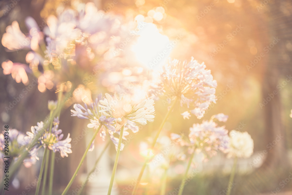 Agapanthus Flowers in a Field with the Sunshine